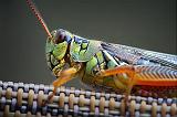 Grasshopper Closeup_54245.50